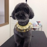 プードル　でんてんちゃん２６６